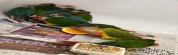 Conures birds for sale: Ready Now: Hand-Reared Baby Conures - Advert 11