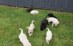 Labrador Retriever dogs for sale: Quality Health Tested Labrador Puppies - Image 15