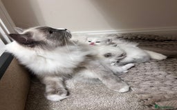 Ragdoll cats for sale: Beautiful Blue Tabby Ragdoll Fur Babies  - Image 27