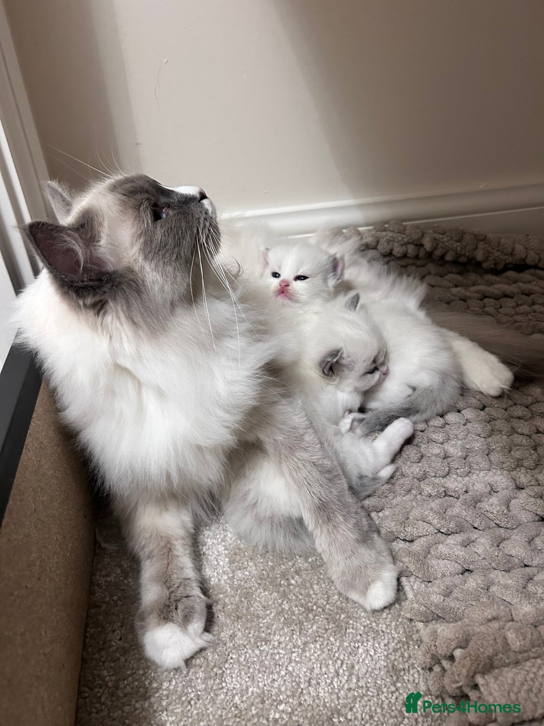 Ragdoll cats for sale: Beautiful Blue Tabby Ragdoll Fur Babies  - Image 27