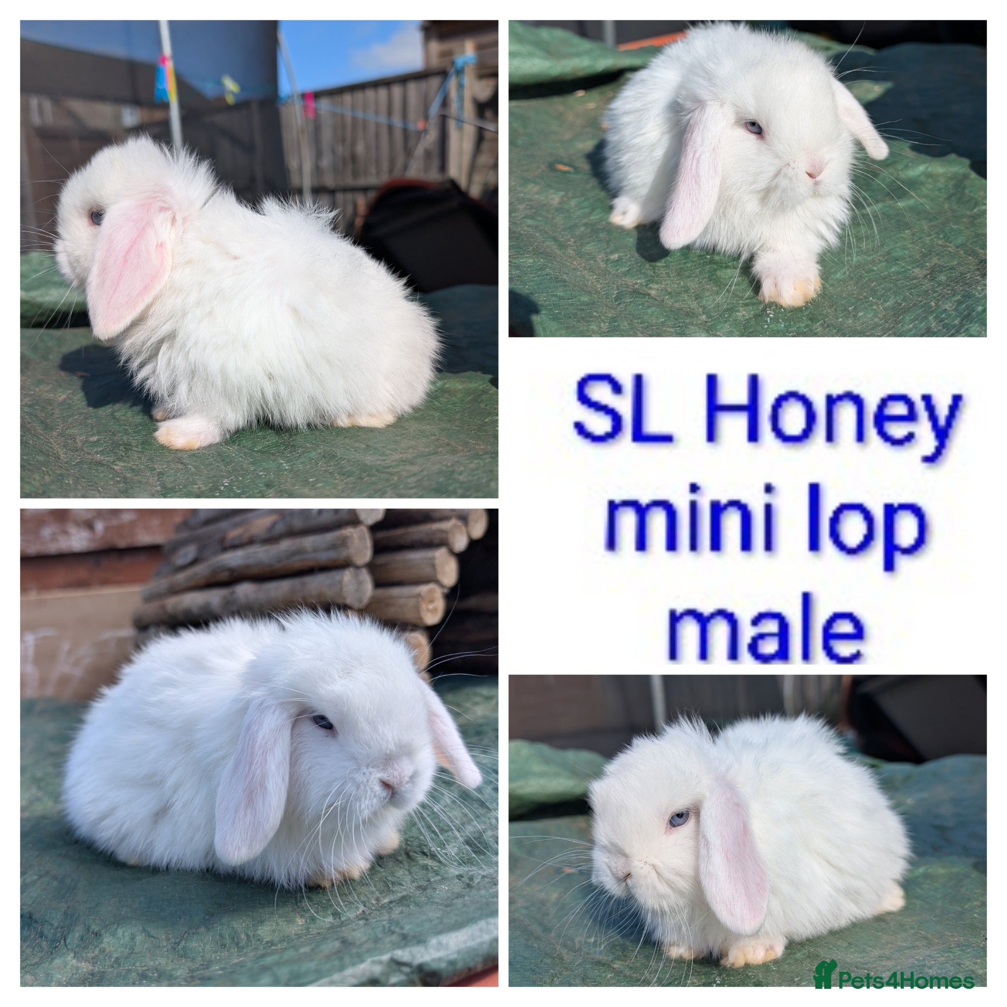 Mini Lop rabbits Mini lop and hutch - Advert 3