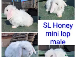 Mini Lop rabbits Mini lop and hutch - Advert 3