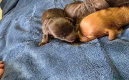 Cockapoo dogs for sale: Cockapoo puppies - Image 3