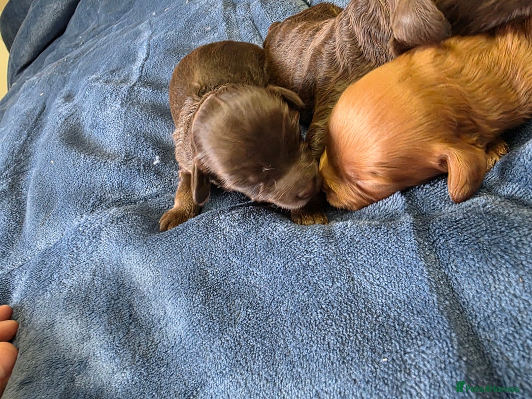 Cockapoo dogs for sale: Cockapoo puppies - Image 3
