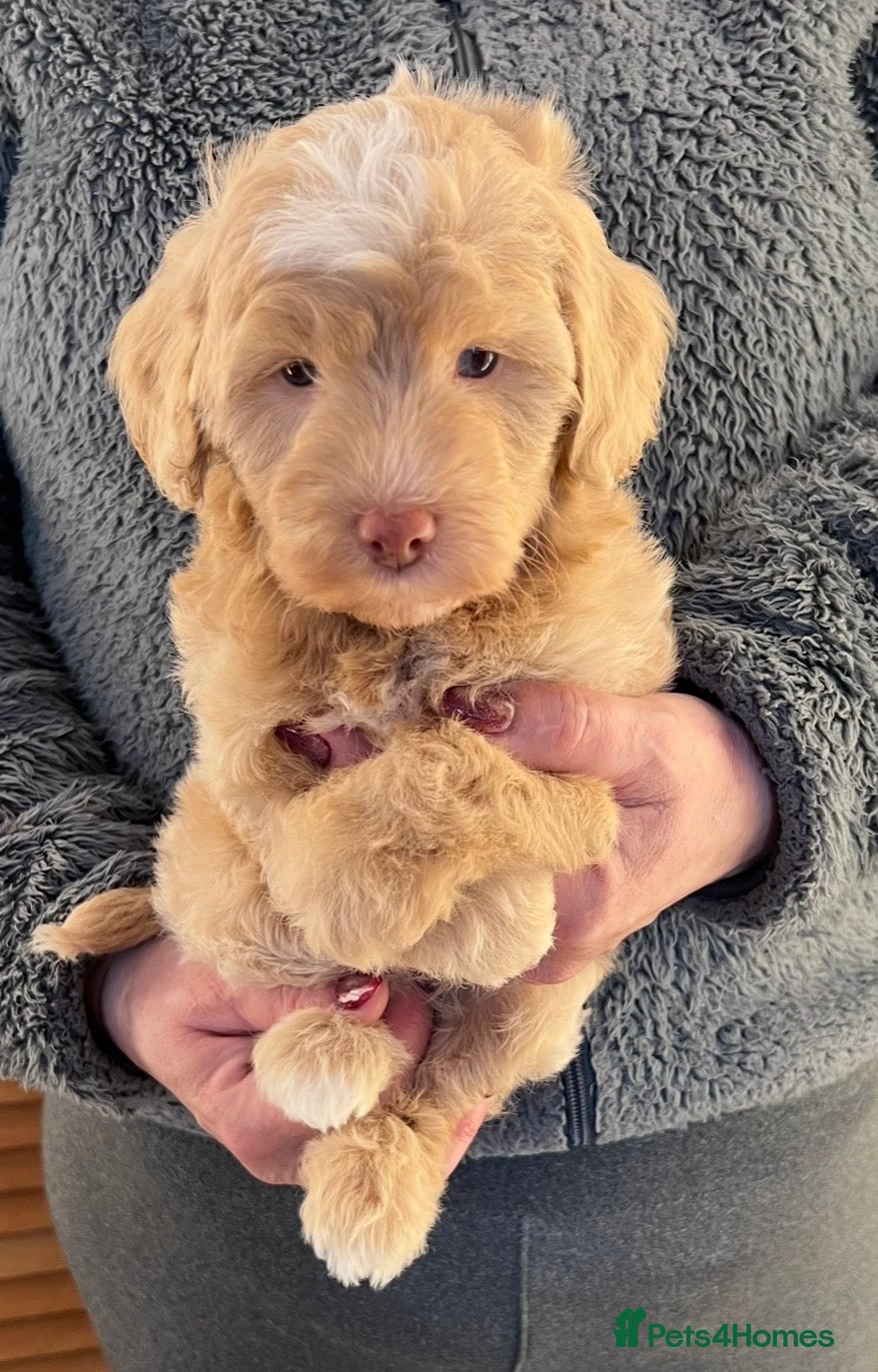 Labradoodle dogs LAST ONE! Mini Labradoodle READY NOW! - Advert 1