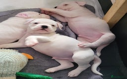 Dorset Olde Tyme Bulldogge dogs for sale: Dorset old tyme bulldogs  - Image 2