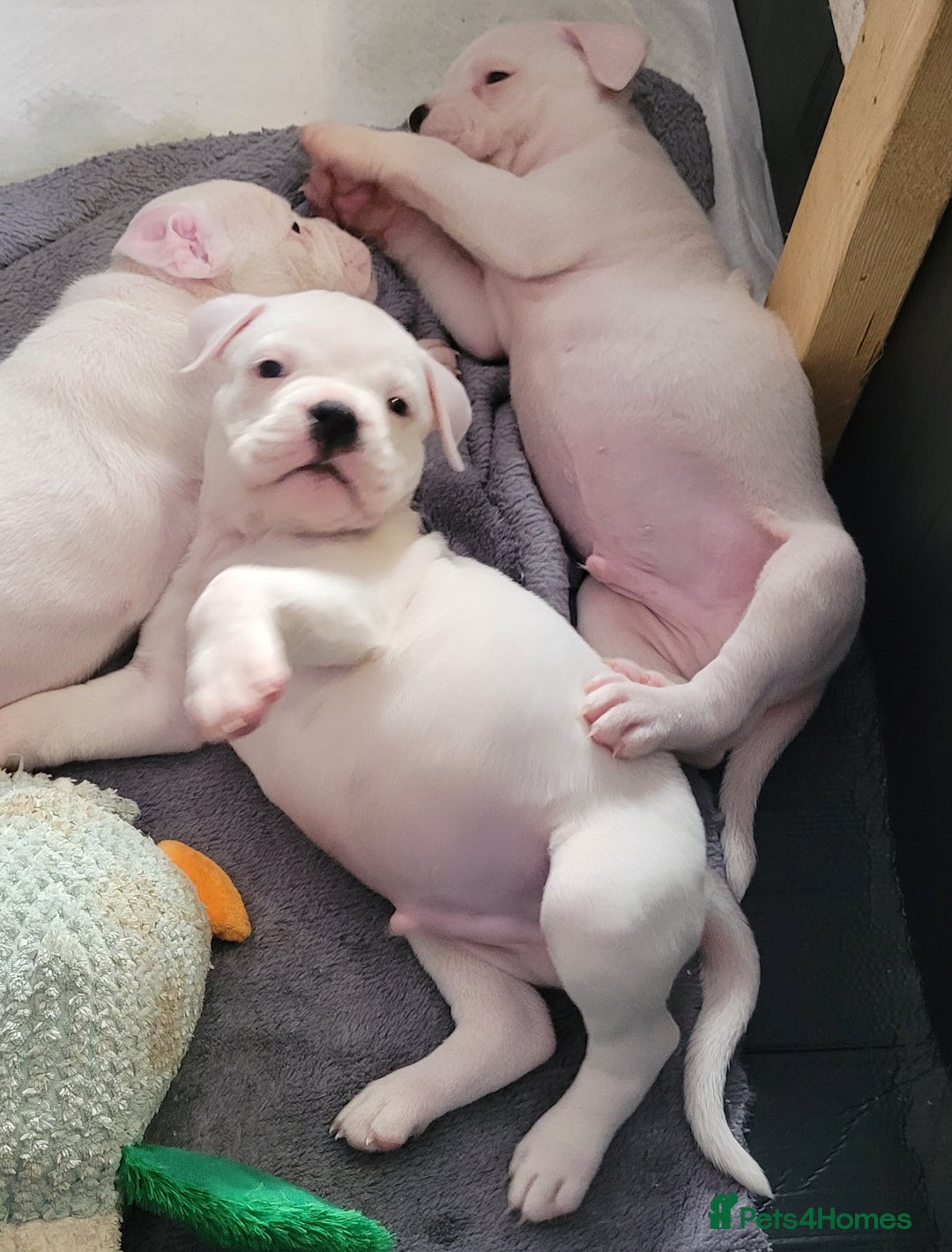 Dorset Olde Tyme Bulldogge dogs for sale: Dorset old tyme bulldogs  - Image 2