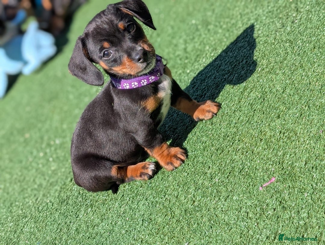 Dachshund dogs for sale: Dachshund  - Image 3