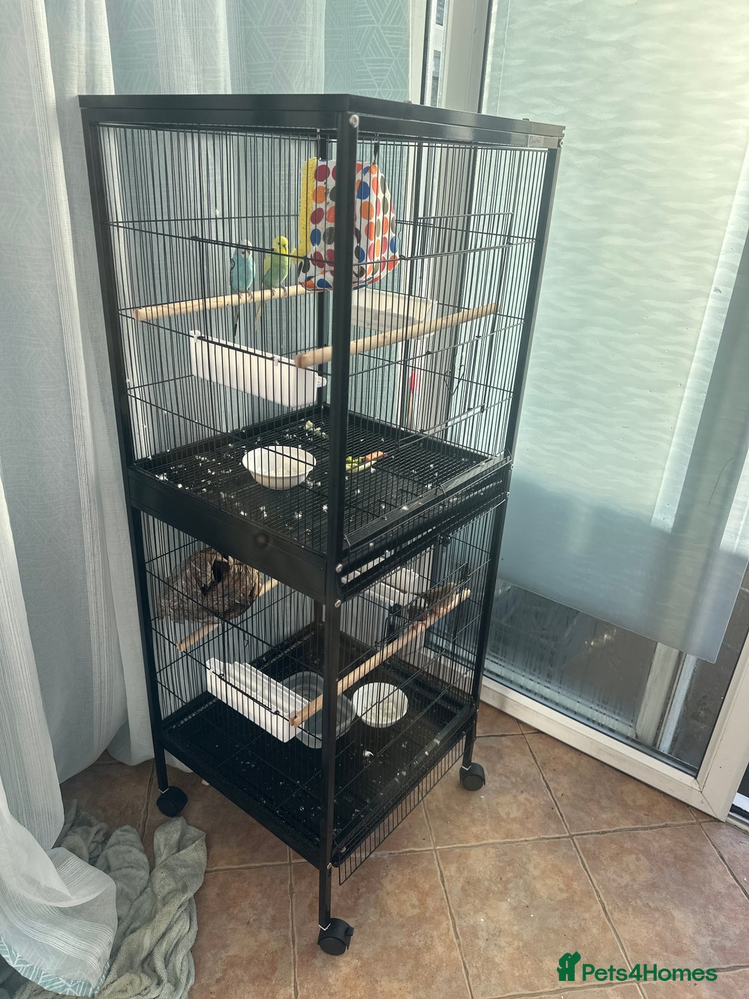 Finches birds for sale: 2 finches And 2 love birds and come with 3 cage - Advert 5