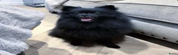 Pomeranian dogs for sale: CHAMPION LINES KC POMERANIAN PUPPIES  - Advert 9