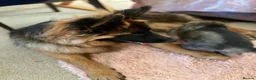 German Shepherd dogs for sale: German Shepherd Puppies Looking for Loving Homes - Advert 2