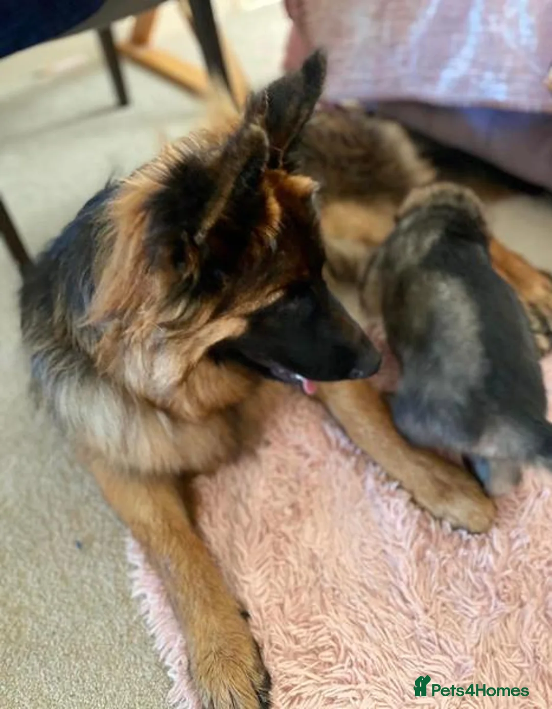 German Shepherd dogs for sale: German Shepherd Puppies Looking for Loving Homes - Advert 2
