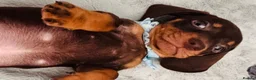 Miniature Dachshund dogs for sale: 🌟🌟Beautiful tan/fawn miniature dachshund🌟 🌟 - Advert 18