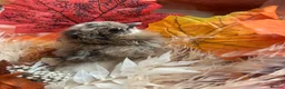 Chickens poultry for sale: Silkie chicks hatching eggs NOW - Advert 12