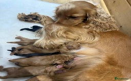 Cocker Spaniel dogs for sale: Adorable Show Cockers - Image 4