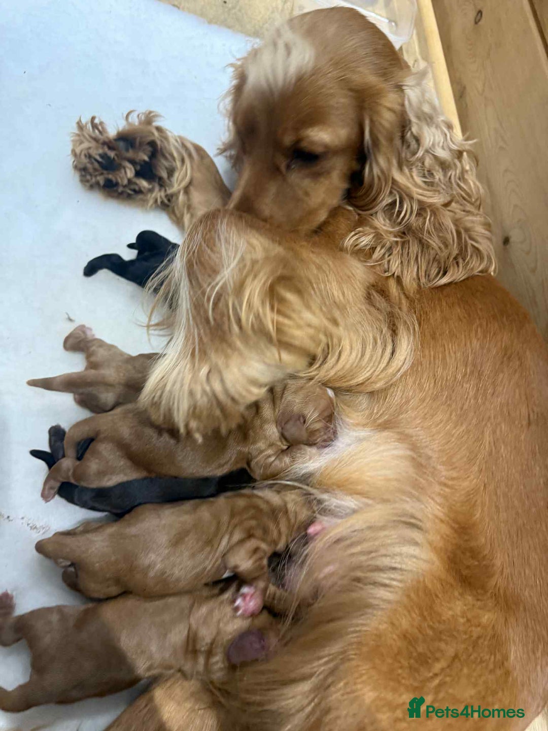 Cocker Spaniel dogs for sale: Adorable Show Cockers - Image 4