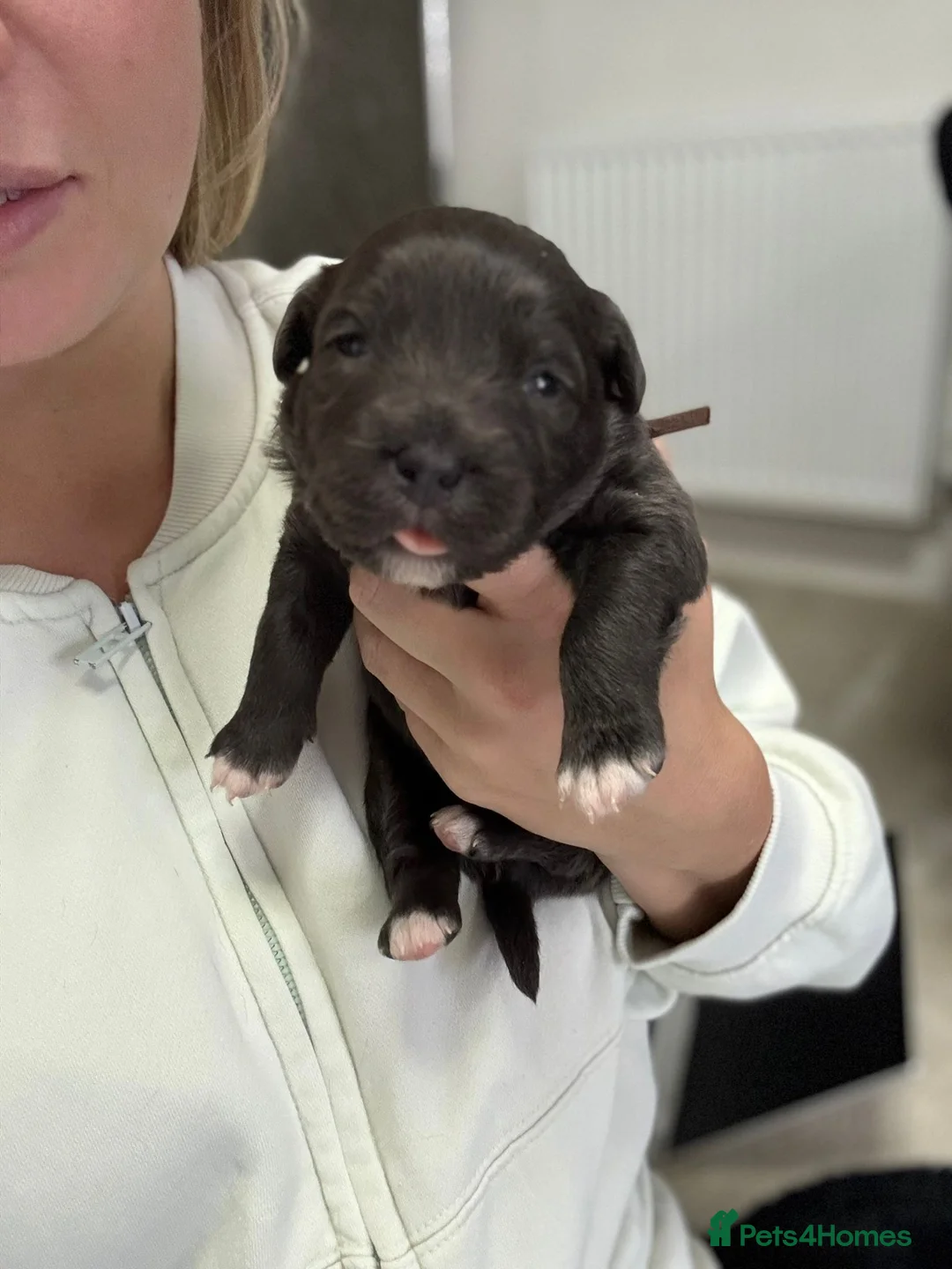 Staffordshire Bull Terrier dogs for sale: Handsome buster  - Advert 15