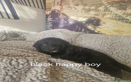 Cockapoo dogs for sale: 4 outstanding cockerpoos  - Image 33