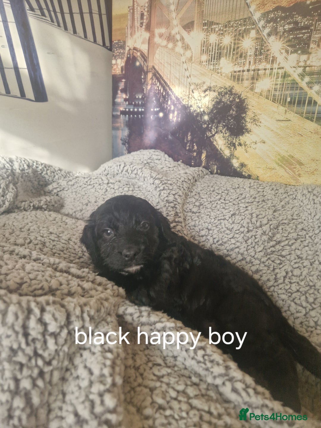 Cockapoo dogs for sale: 4 outstanding cockerpoos  - Image 33