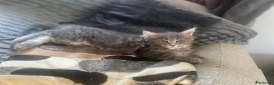 Maine Coon 3