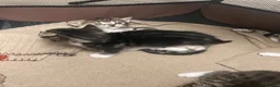 Savannah cats for sale: 5 Beautiful Kittens For SALE - Advert 14