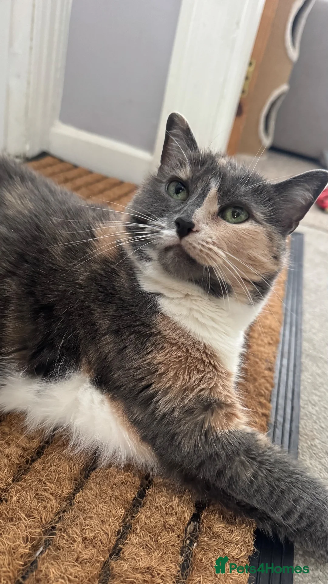 British Shorthair cats for sale: Looking for a loving home - Advert 1