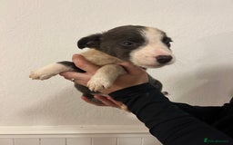 Border Collie dogs for sale: Border collie puppies for sale  - Image 3