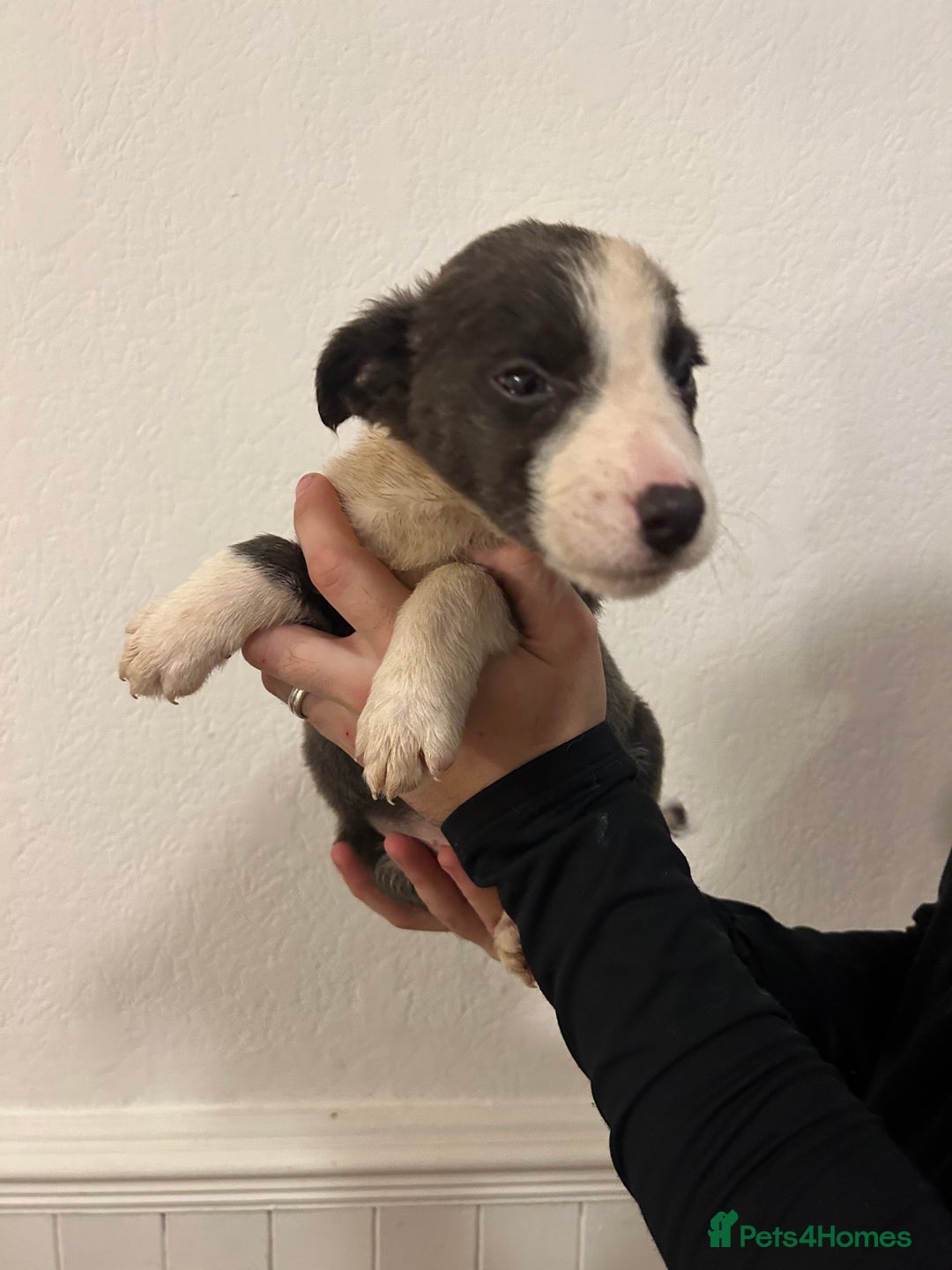 Border Collie dogs for sale: Border collie puppies for sale  - Image 3