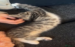 Domestic Shorthair cats for sale: Bonded mother-son cat pair looking for new home - Image 7