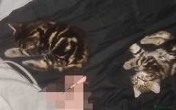 British Shorthair cats for sale: Litter of kittens - Advert 3