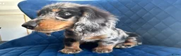 Miniature Dachshund dogs for sale: ✨👑MINI LONG HAIRED DACHSHUND👑✨KC ✨HEALTH TESTED  - Advert 6