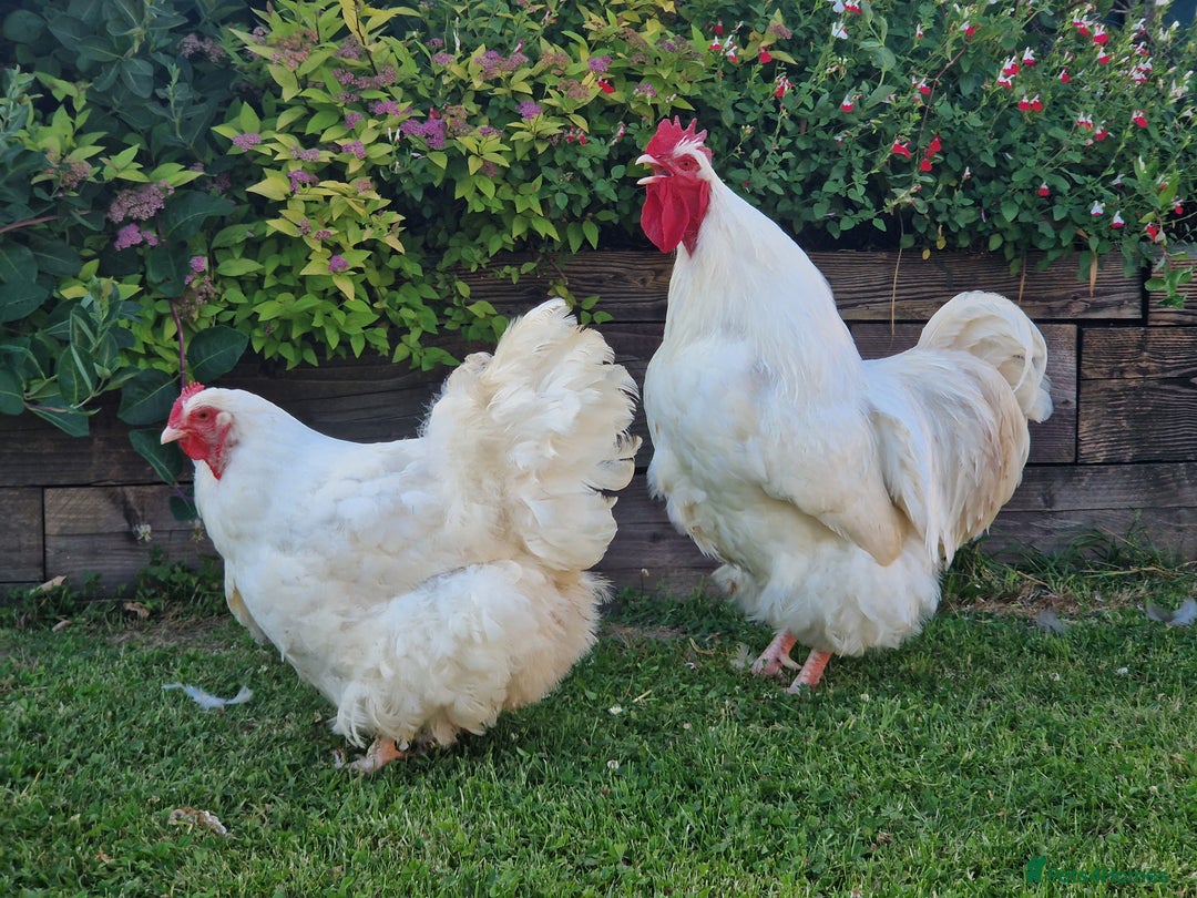 Chickens poultry for sale: Orpington Groups available - Image 4