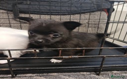 Mixed Breed dogs for sale: Pomeranian cross puppies ready now - Image 2