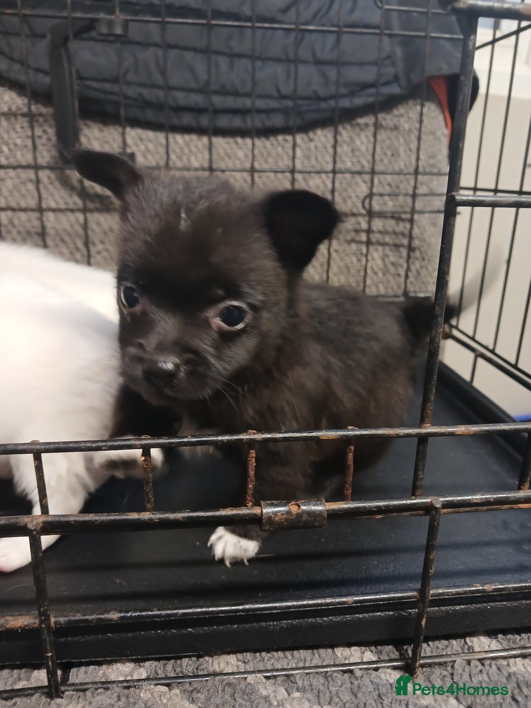 Mixed Breed dogs for sale: Pomeranian cross puppies ready now - Image 2