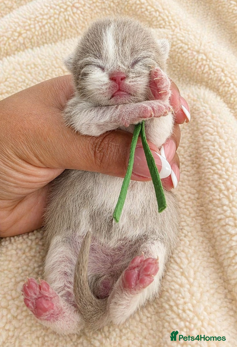 British Shorthair cats 🌟Exceptional quality British shorthair kittens🌟  - Advert 2