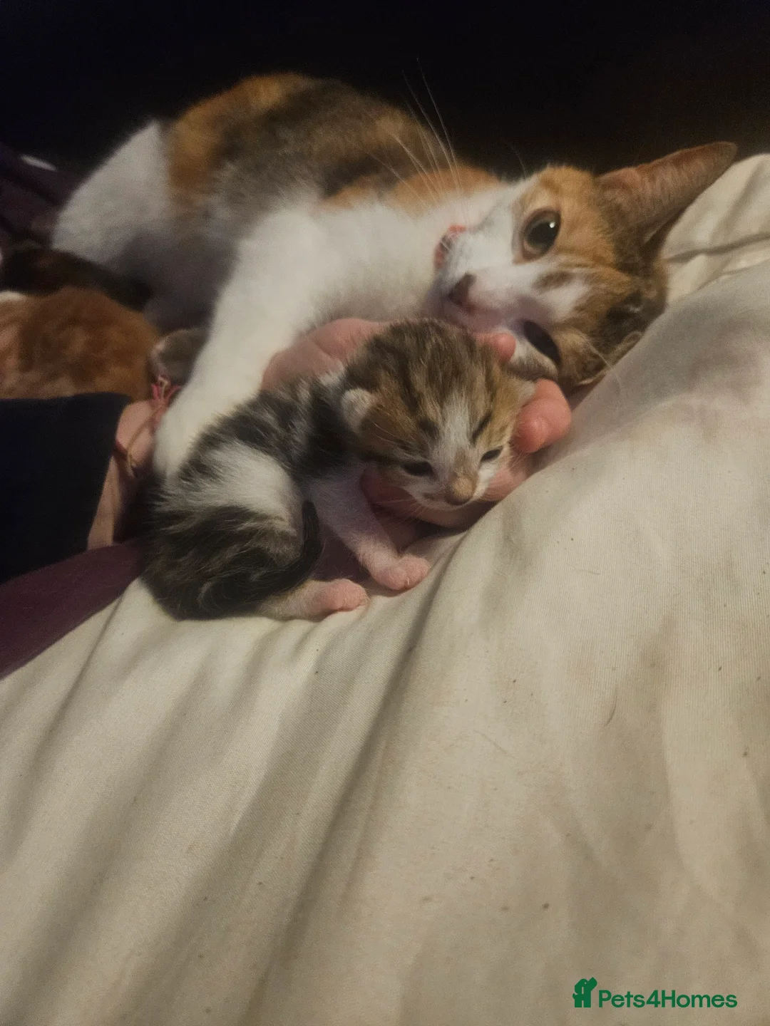 Mixed Breed cats for sale: 3 lovely kittens looking for forver homes in Worcester - Advert 9