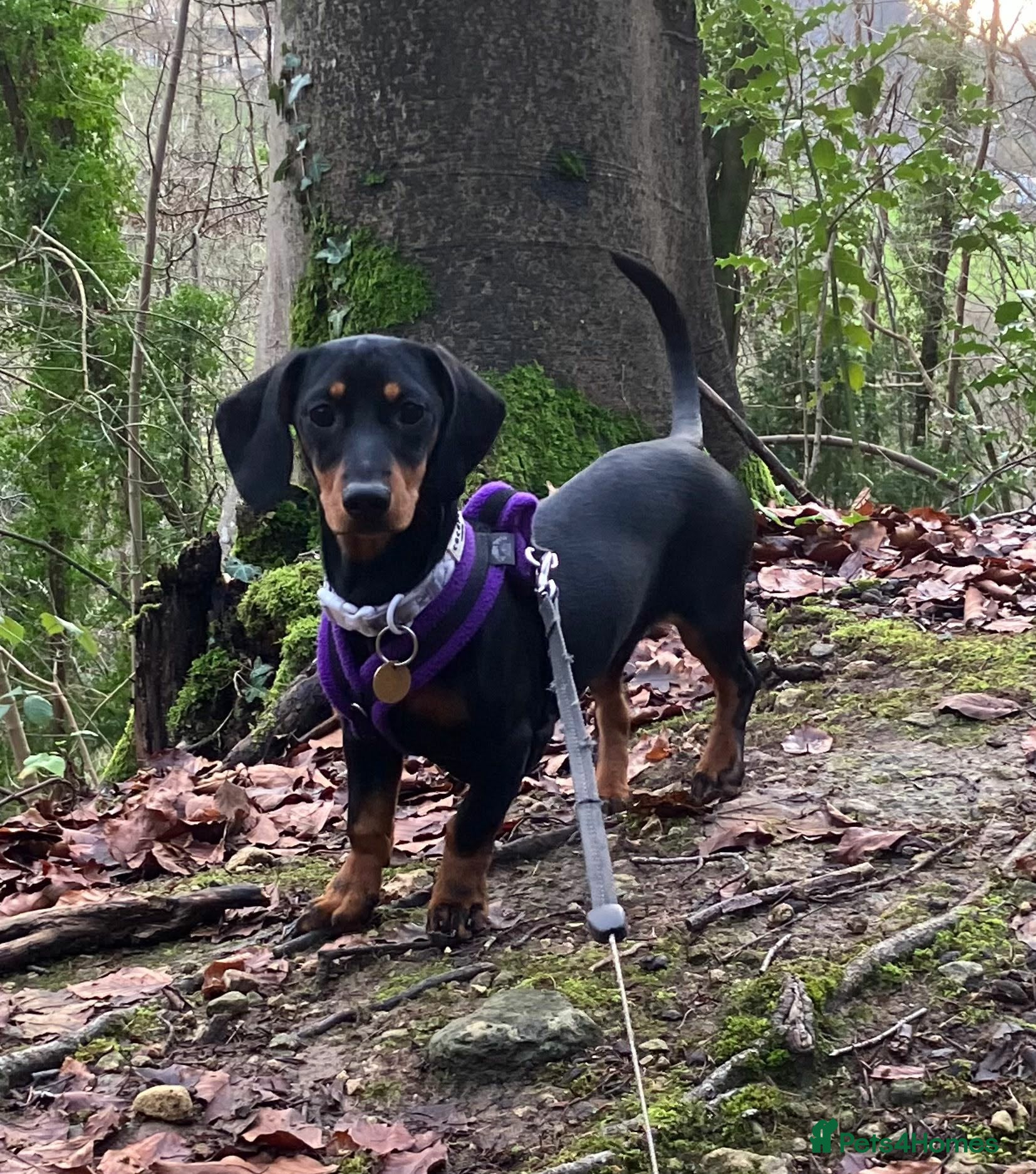 Dachshund dogs Darling Suki seeking her forever home - Advert 7