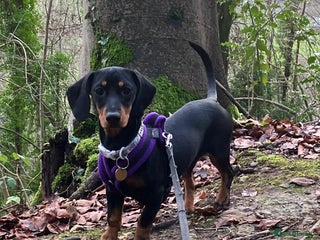 Dachshund dogs Darling Suki seeking her forever home - Advert 2