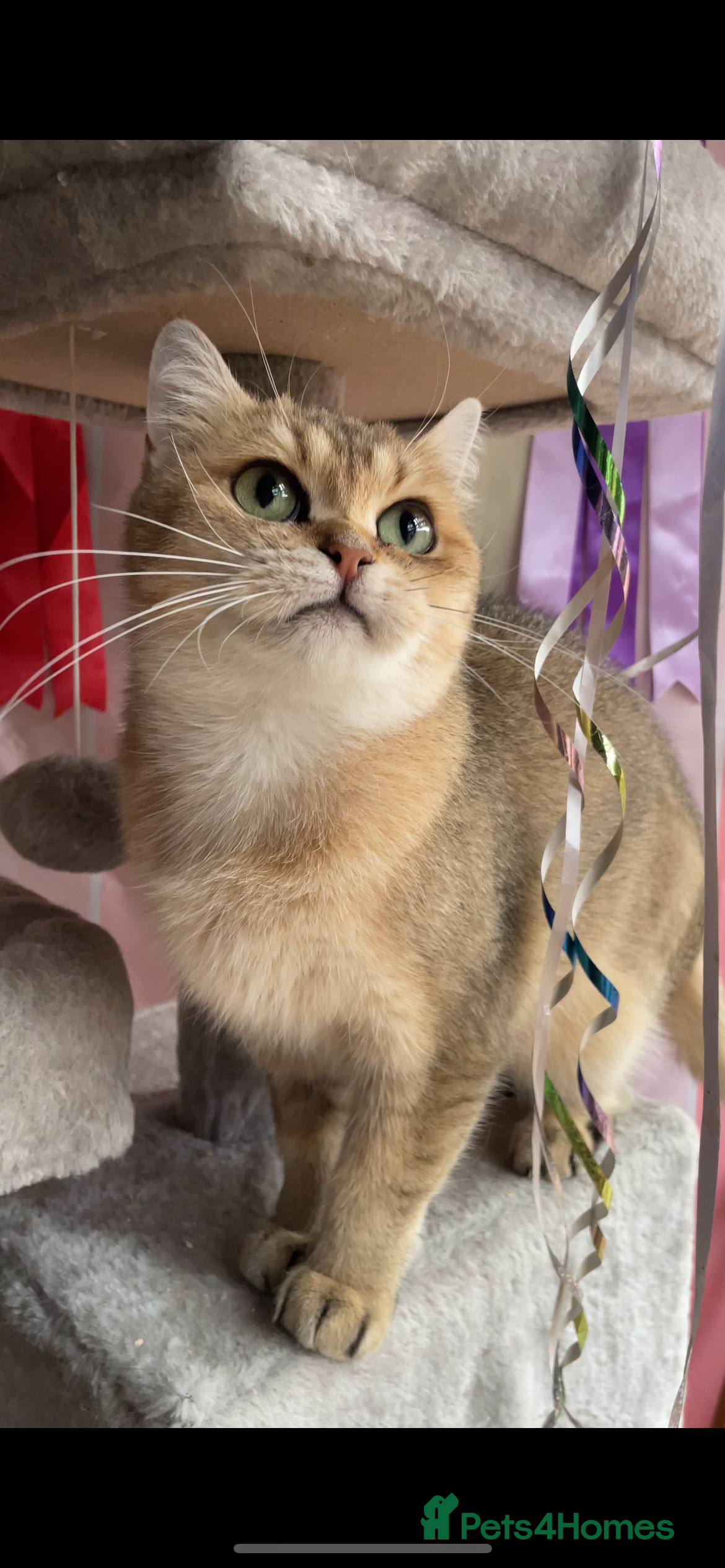 British Shorthair cats British shorthair FEMALES. Looking for a new homes - Advert 14