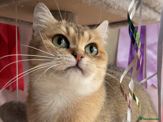 British Shorthair cats British shorthair FEMALES. Looking for a new homes - Advert 5