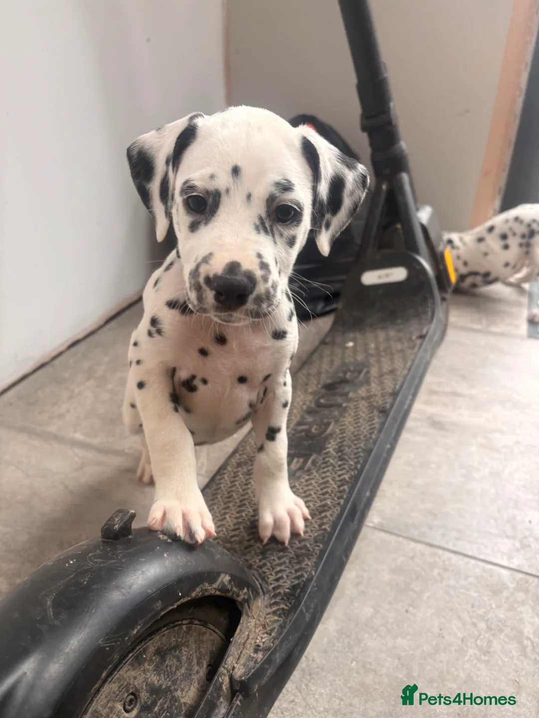 Dalmatian dogs for sale: Outstanding champion bred Kc Reg Dalmation puppys - Advert 2