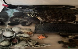 Turtle reptiles for sale: Two cutie turtle, free. Looking for a new family  - Image 4