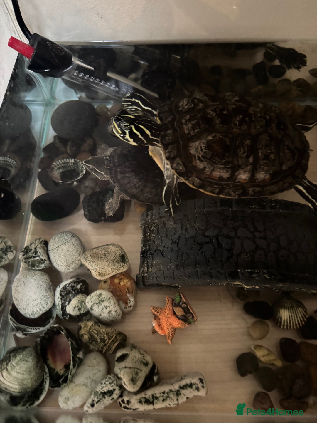 Turtle reptiles for sale: Two cutie turtle, free. Looking for a new family  - Image 4