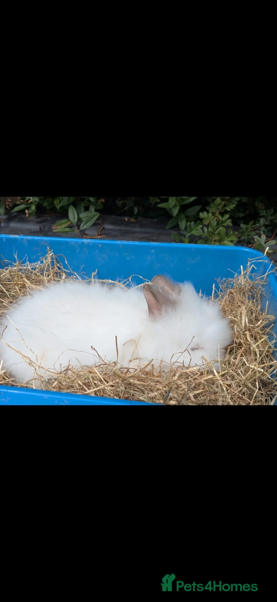 Lionhead rabbits for sale: Double Main Lionhead Bunnies - Boys & Girls - Advert 2