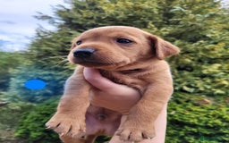 Labrador Retriever dogs for sale: Kc labrador puppies  - Image 5