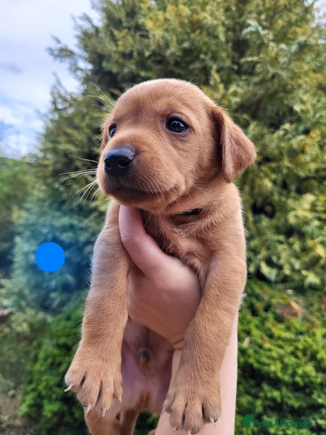 Labrador Retriever dogs for sale: Kc labrador puppies  - Image 5