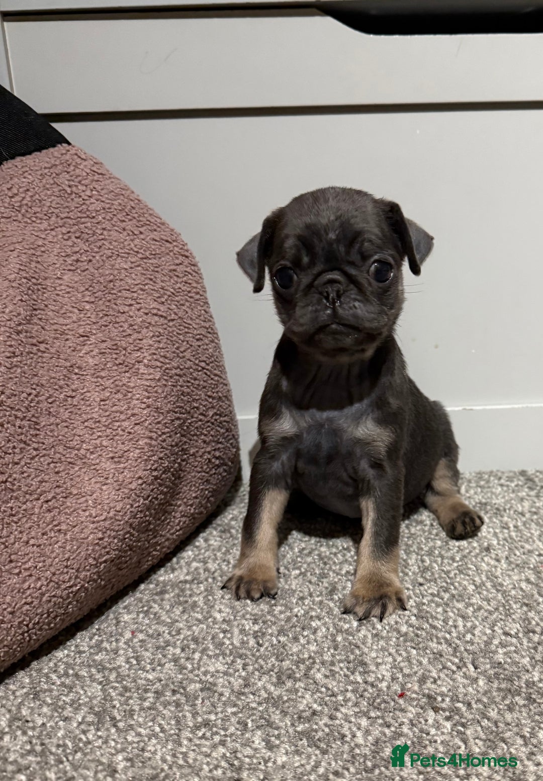 Pug dogs for sale: Only 2 left! Rare coloured pug puppies available  - Advert 31
