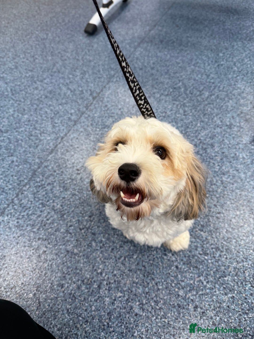 Cavachon dogs for sale: Ralphie (Neutered Cavachon)  - Image 3