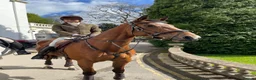 Irish Sports horses for sale: Clover 🍀  - Advert 4
