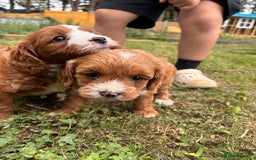 Cavapoo dogs for sale: Stunning cavapoo pups *ready to leave 29th august* - Image 8
